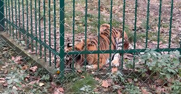 "Дає надію": постраждалій від атаки ЗС РФ на Київ тигриці стало трохи краще (відео)