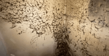 "У ньому хтось жив": у будинку барахольниці вперше за 20 років провели глибоке прибирання (фото)