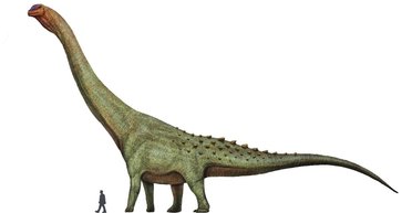 Ученые нашли останки динозавра, который был самым большим животным на Земле