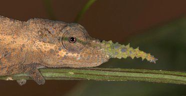 Вековая тайна рептилий наконец разгадана: кто наградил Пиноккио таким большим носом