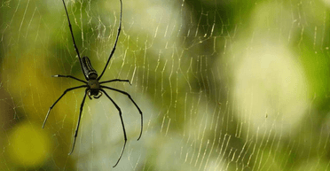 Як позбутися павуків удома: прості способи усунути "непроханих гостей"