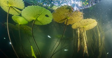Затерянный мир. В глубине полуострова Юкатан исследователи нашли древний мангровый лес