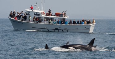 Били в борт корабля: косатки в Атлантичному океані потопили яхту з людьми на борту (відео)