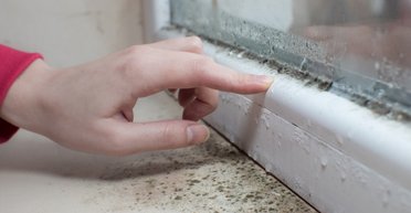 "Проста помилка": квартира жінки виявилася заражена небезпечною чорною цвіллю (відео)