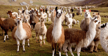 "Он просто замечательный": в сети показали, как выглядит самый старый в мире лама (фото)