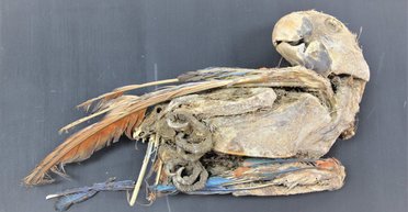 Любимцы мертвецов. В пустыне Атакама древние цивилизации хоронили усопших с попугаями