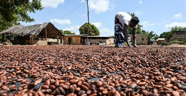 Шоколадный дефицит: Гана максимально сокращает поставки из-за неурожая и золотодобытчиков