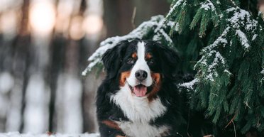 Как выгуливать собак зимой: ветеринар рассказала об основных правилах