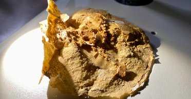 Возрастом 380 млн лет. В доисторической рыбе нашли самое старое в мире сердце (фото)