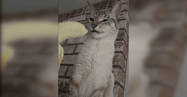 Одержимому фруктами коту запропонували банан: його реакція розсмішила мережу