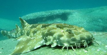 Ударив по морді акулу: 77-річному дідусеві вдалося вижити після нападу хижака (фото)