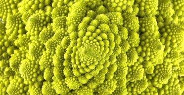 Растение возрастом 407 млн лет нарушило главный закон: не подчинилось последовательности Фибоначчи