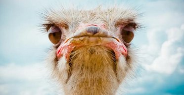 Найбільший птах на Землі має найбільші очі серед усіх наземних тварин (фото)