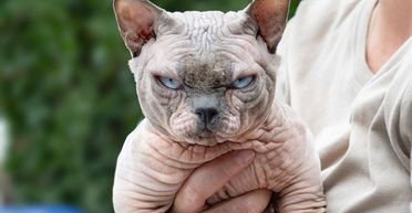 Кішка породи сфінкс здивувала свою хазяйку несподіваним подарунком (фото)