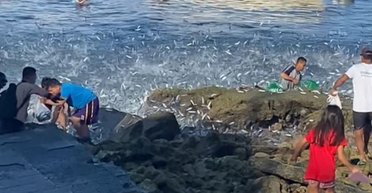 Стрибали просто в руки: нашестя сардин шокувало відпочивальників на пляжі (відео)