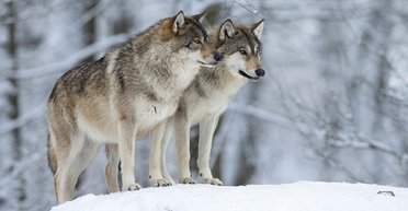 Не хуже собак. Ученые обнаружили, что волки могут проявлять к людям привязанность