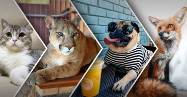 Хвостаті блогери. Найпопулярніші тварини в соцмережах