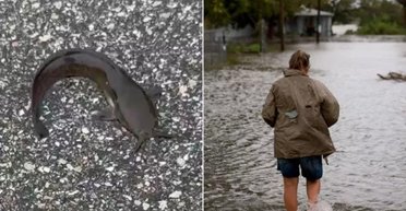 Риба біля дверей житлових будинків породила "біблійні" страхи про апокаліпсис (фото)