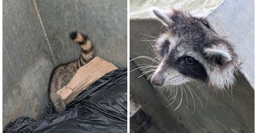 Работники школы спасли енота, который оказался в беде: что произошло с пушистым (фото)