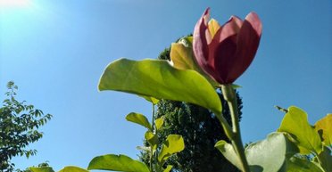 Природная аномалия в разгар лета: в парке "Наталка" снова расцвели магнолии (фото, видео)