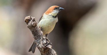 Воробьи изобрели свою профилактическую медицину, как у людей, – исследование