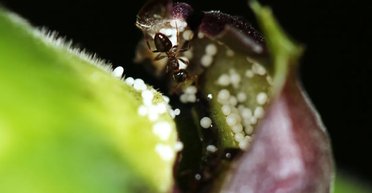 Взаємовідносини мурах і рослин тривали 10 млн років, але тепер вони під загрозою: у всьому винні оси