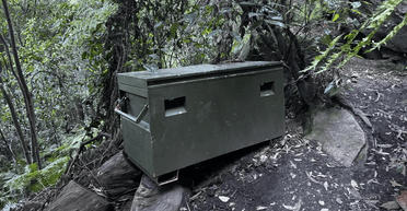 "Секретна документація": загадкова скринька, прикута до дерева в лісі, налякала людей