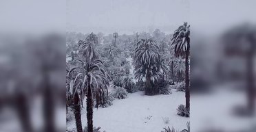 Впервые за 50 лет Марокко посетила зима: как выглядят пальмы в снегу (видео)