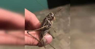 Нашествие саранчи: почему стало больше вредителей и какая связь с Каховской ГЭС, — ученый (видео)