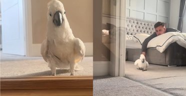 Жінка завела "злого" папугу: птах патрулює коридор і не підпускає її до чоловіка