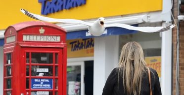 Атакует из засады: чайка отбирает еду у туристов на британском курорте