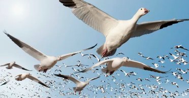 Почуття, яких немає у людей: як перелітні птахи знають, куди летіти