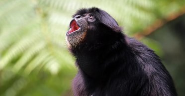 Зооексперти розкрили таємницю самки мавпи, яка завагітніла, залишаючись одна у своїй клітці