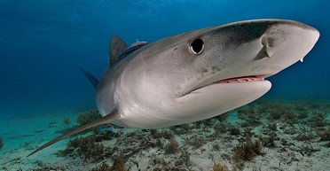 Плавають колами: "кокаїнові акули" вирують біля узбережжя, харчуючись наркотиками у воді