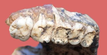 Новый взгляд: странные ямки на зубах предков человека оказались не дефектом (фото)