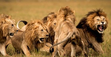 Ученые рассказали, что будет с людьми, если все животные вымрут