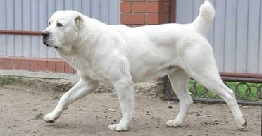 В Одесской области алабай загрыз 39-летнюю женщину: подробности от полиции