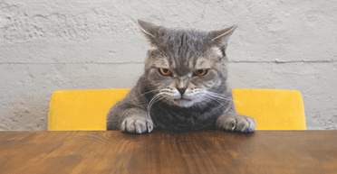 Пушистые монстры: ученые рассказали, почему люди любят непослушных кошек