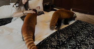 Клиенты в восторге, активисты – нет: в Китае разгорелся скандал из-за красной панды-будильника