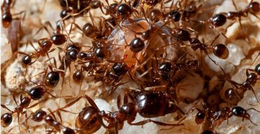 Средиземноморские муравьи захватывают Германию: инфраструктура под угрозой