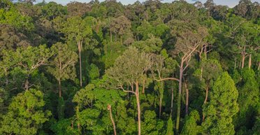 Здоровые тропические леса массово пустеют: что-то заставляет птиц покидать свои дома