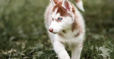 Правильне годування цуценяти хаскі