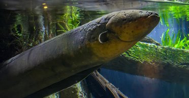 Найдивніша дружба у світі: як у підводній печері уживаються грізний хижак і жертва (відео)