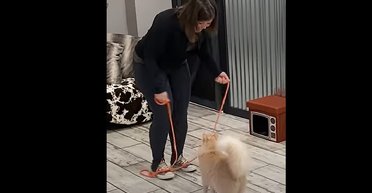 Книга рекордів Гіннеса показала найстрибучішого домашнього кота у світі (відео)