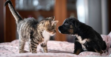 Раціон для улюбленця: які  поживні речовини життєво необхідні собакам і котам