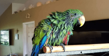 Випускний чоловіка було відкладено на 41 рік через папугу, який "перетворився на берсерка"