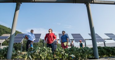 Cонячні панелі по-новому: чи врятує агрофотовольтаїка Україну від нових відключень світла