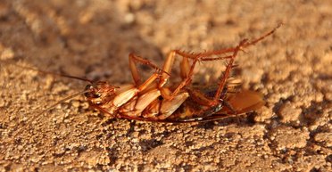 Тараканы не просто мерзкие: они загрязняют воздух в квартирах и домах