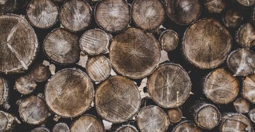 Лесоповал. Почему в Украине процветает контрабанда древесины