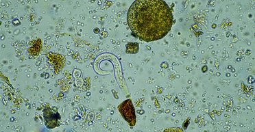 Опасность для жизни на Земле слишком велика: ученые напуганы созданием "зеркальных бактерий"